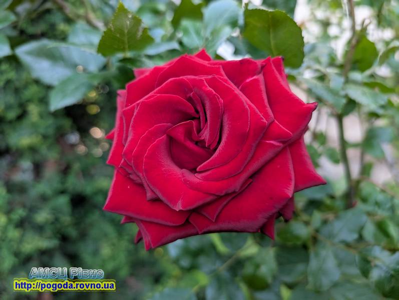 Погода у Рівному Погода у Рівному