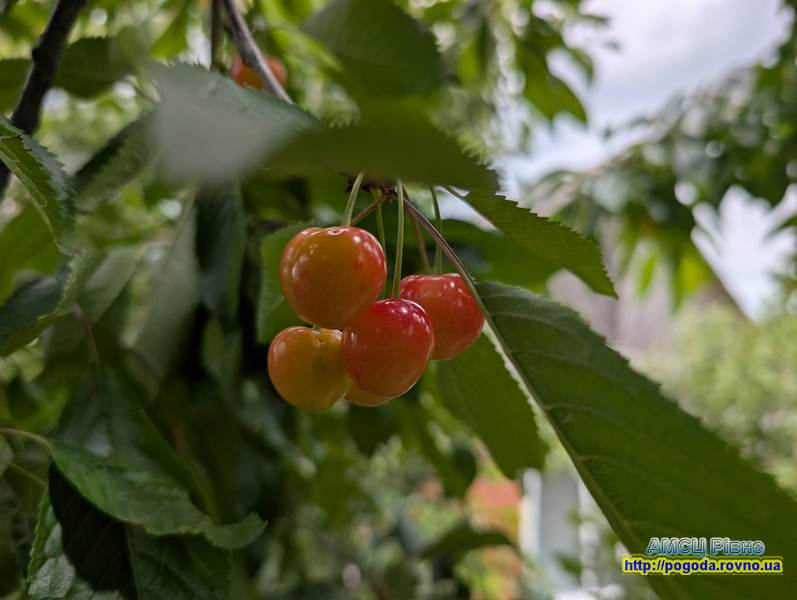 Погода Рівне Погода Рівне