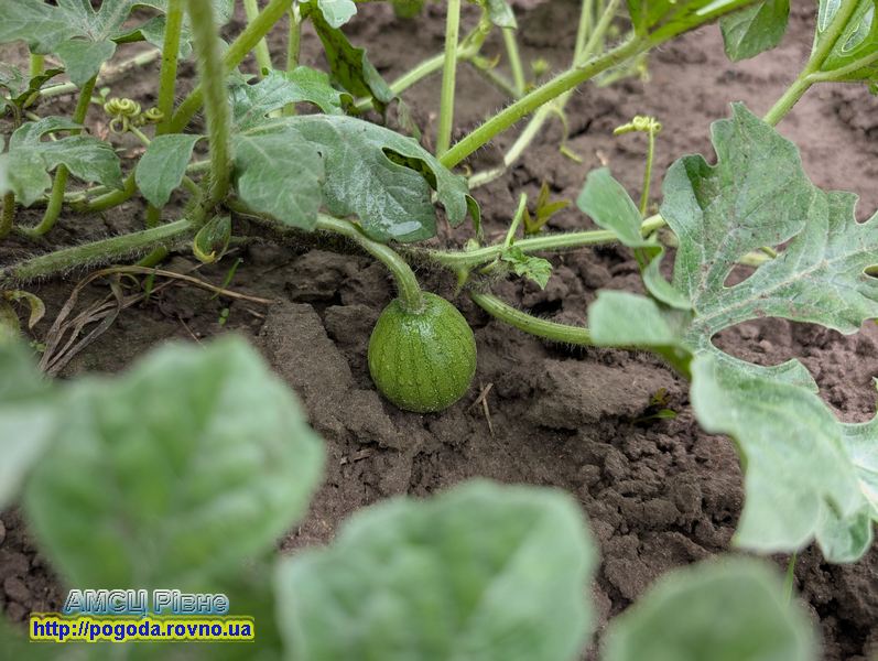 Погода Рівне Погода Рівне