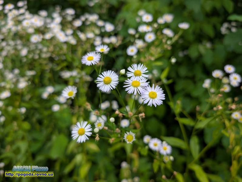 Погода Рівне Погода Рівне
