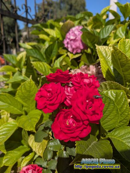 Погода у Рівному Погода у Рівному