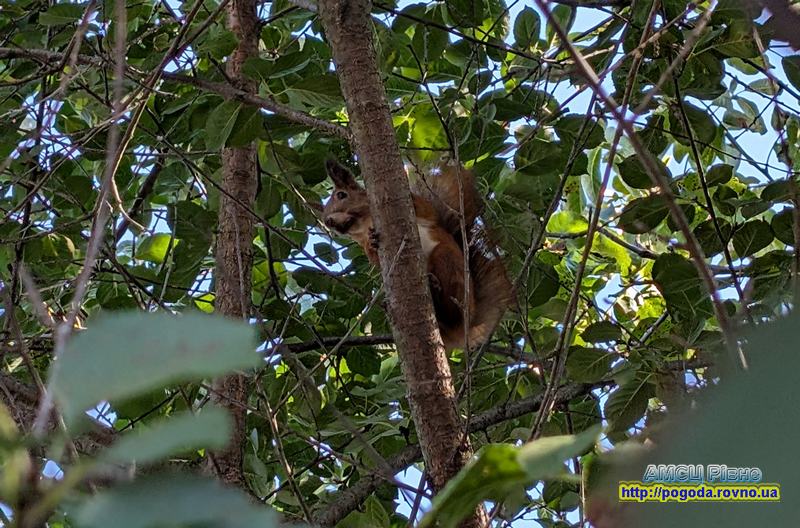 погода Рівне погода Рівне