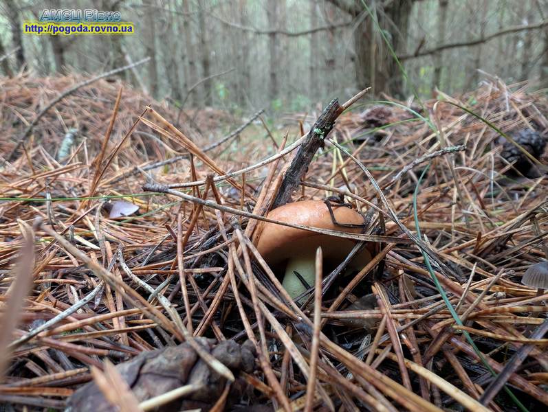 погода Рівне погода Рівне
