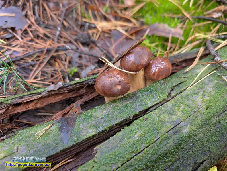 погода Рівне погода Рівне