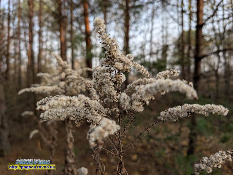 погода Рівне Погода Рівне