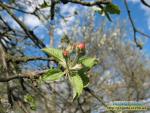 Яблуневий цвіт Яблуневий цвіт